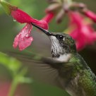 Ruby-throated Hummingbird